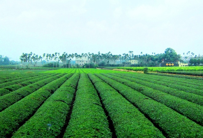 tea, plantation, green, tree