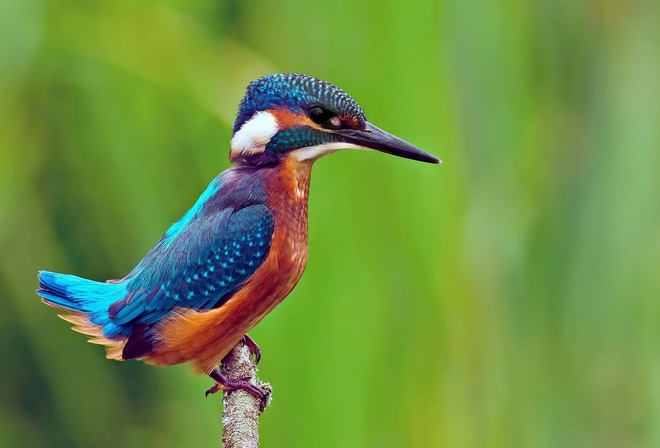 kingfisher, bird, fly, wild