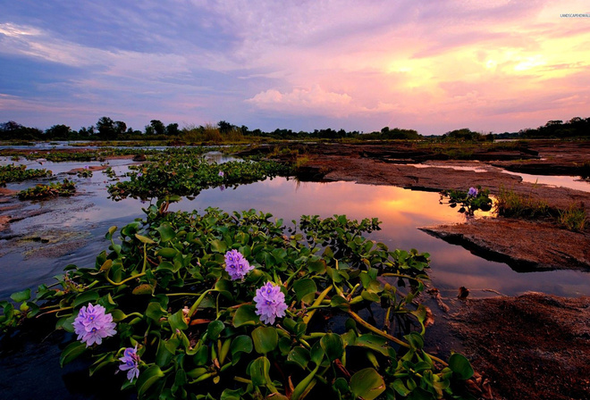 flower, water, fields, grass