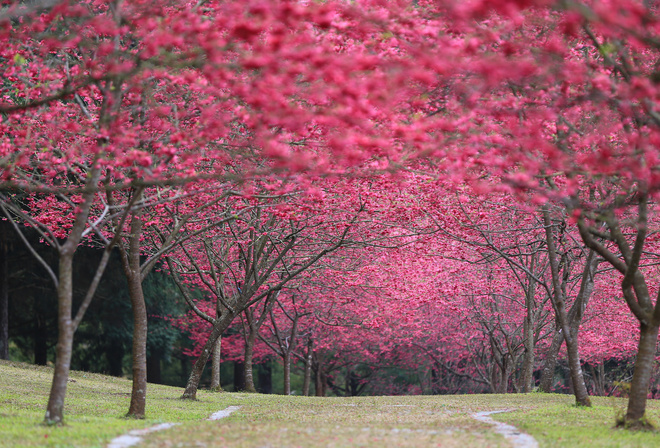 , sakura, Cherry Blossoms, , , , , 