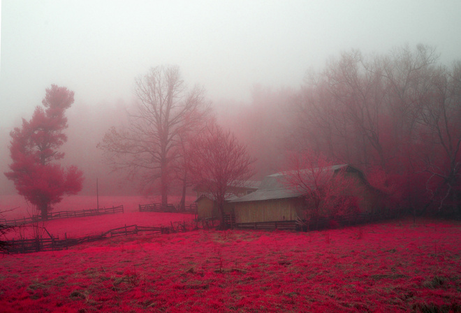 mist, flower, red, tree, farm