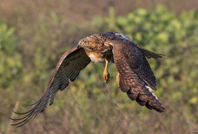 hawk, fly, bird, winds, forest, wild