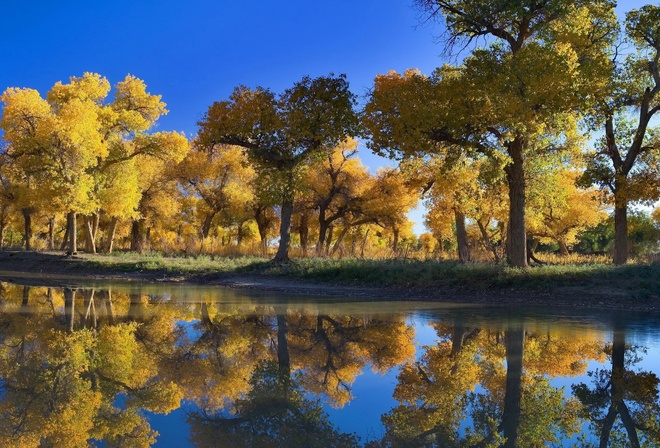 autumn, leaves, lake, reflection, tree, forest, water