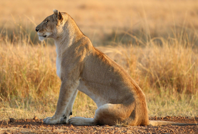 lioness, lonely, wild, grass