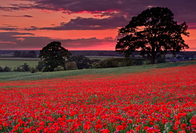 flower, field, red, tree