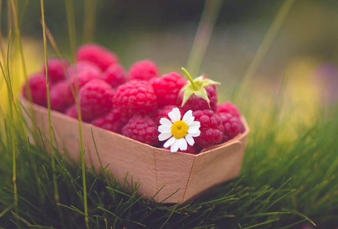 raspberries, red, basket, fruit