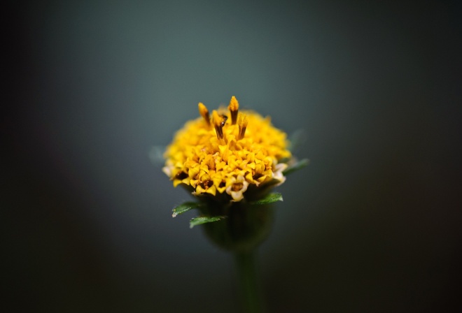 nature, flower, branch, simple