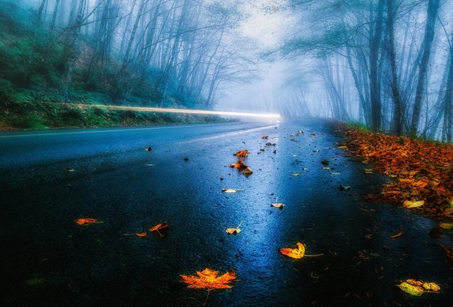 leaves, road, tree, mist