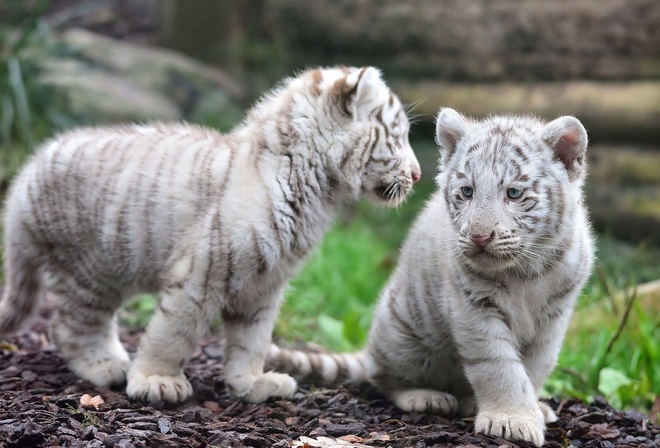 tiger, white, cub, wild