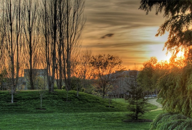 green, tree, gras, path, natural