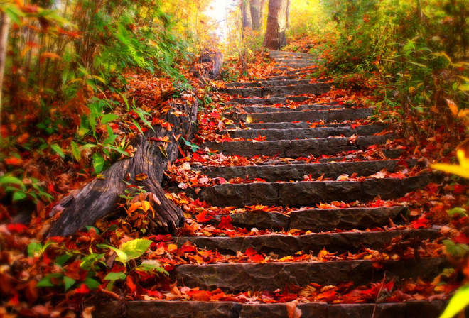 autumn, leaves, road, tree, path