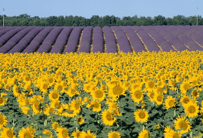 sunflower, fileds, branch, flower