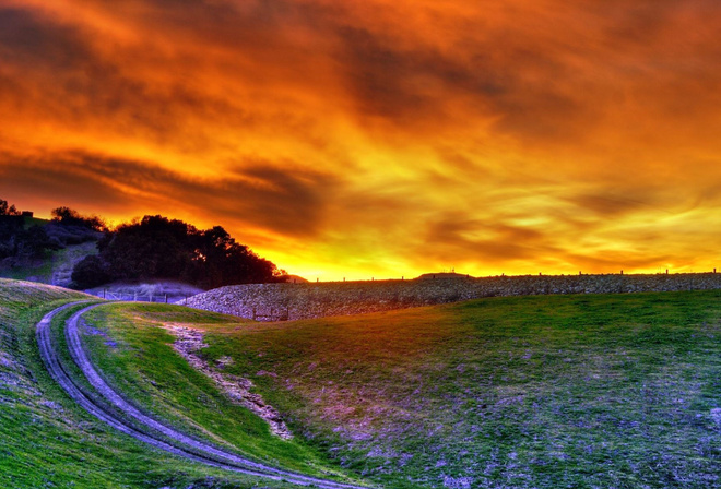 sunset, amazing, sun, sky, tree, forest