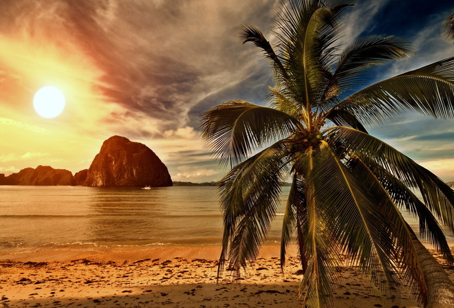 sunset, palm, ocean, clouds, sky