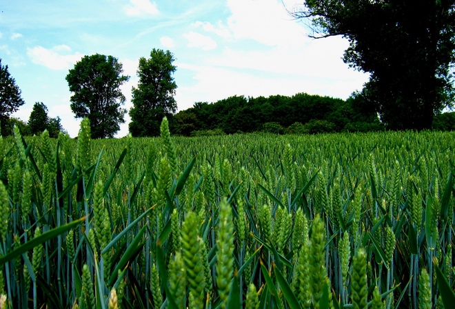 green, wheat, fields, tree