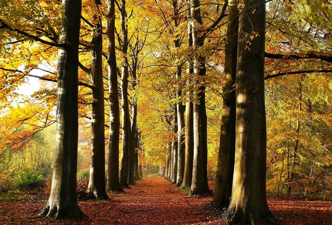 leaves, tree, forest, woods