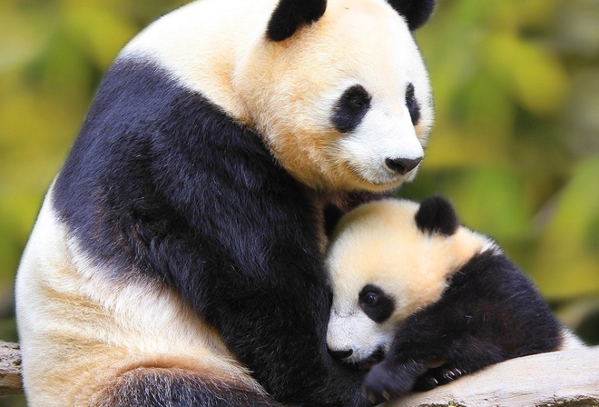 pandas, bear, mom, cub, cute