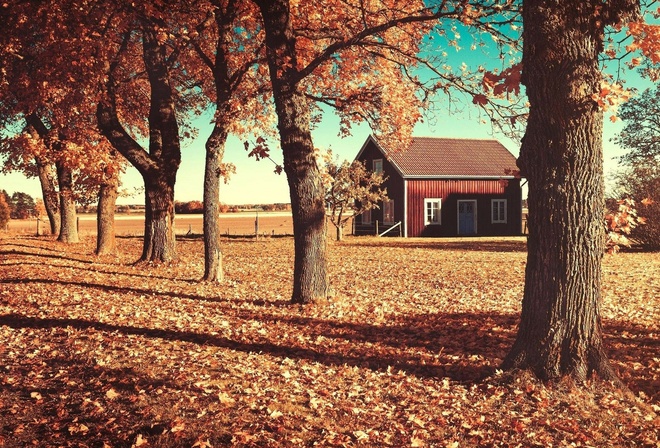 autumn, house, patch, leaves, tree