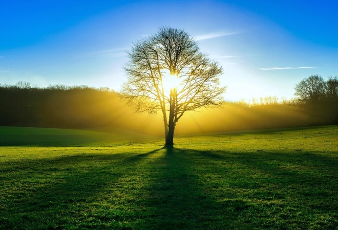 green, trees, fields, sunlight