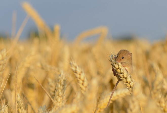 Harvest Mouse, , 