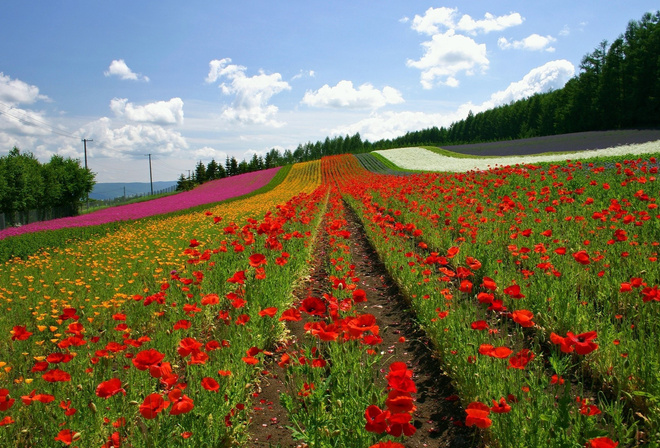 lavanda, fields, sky, flower