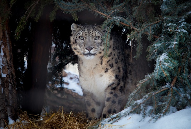 snow, tiger, tree, ice, winter