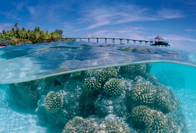 coral, water, ocean, rock