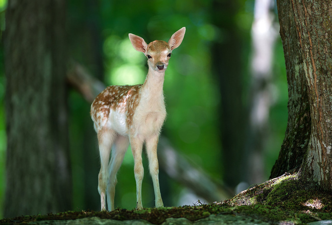 deer, cute, forest, tree, wild