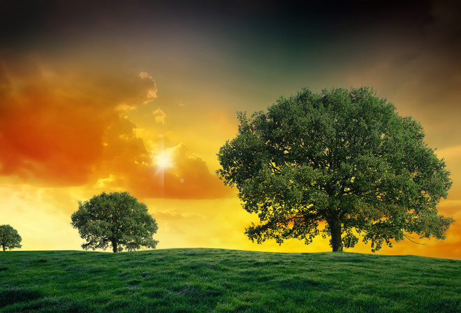 landscapes, tree, fields, green