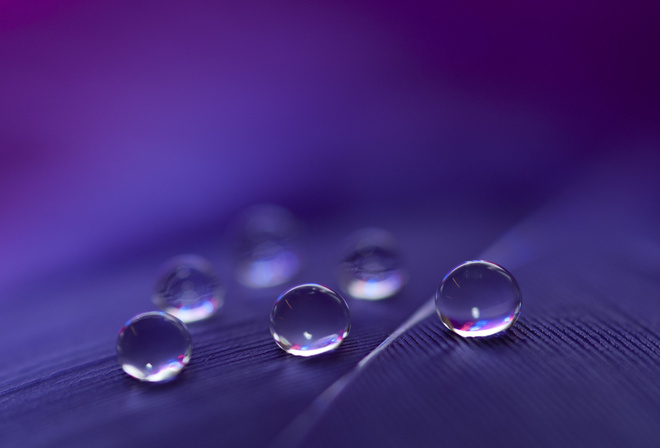 feathers, water, drops, macro, six, light, black, blue, purple, red, white, transparent, shadow