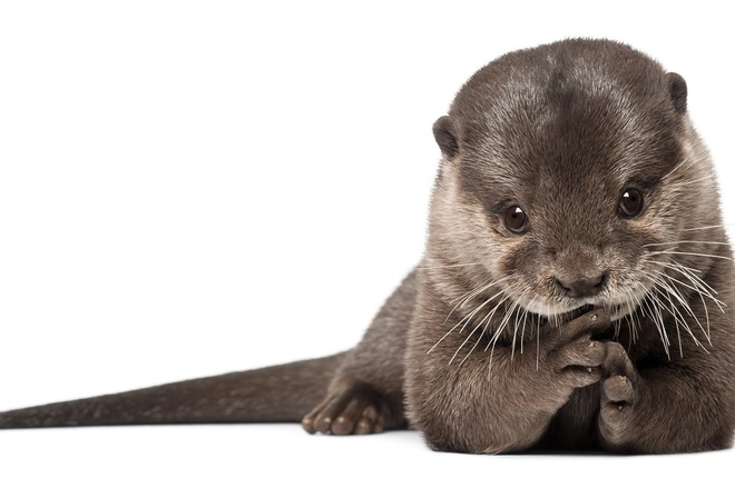 , otter, , , 