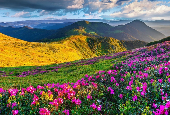 , , , , , meadows, azalea, mountains, alps, slovenia