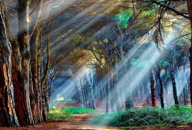amazing, sunlights, tree, forest