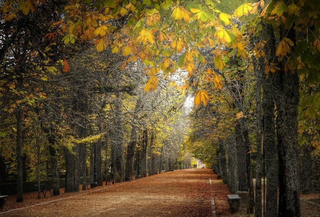 path, leaves, tree, road