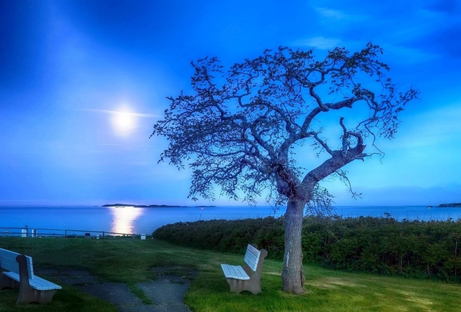 tree, landscape, grass, sky