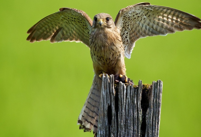 hawk, wings, fly, forest, wild