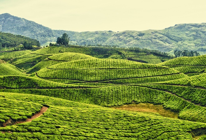 fields, tree, green, natural