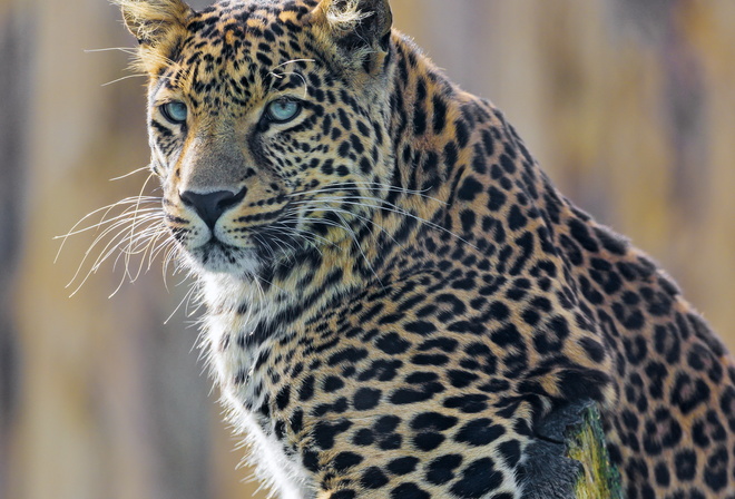 young, male, leopard, posing, branch