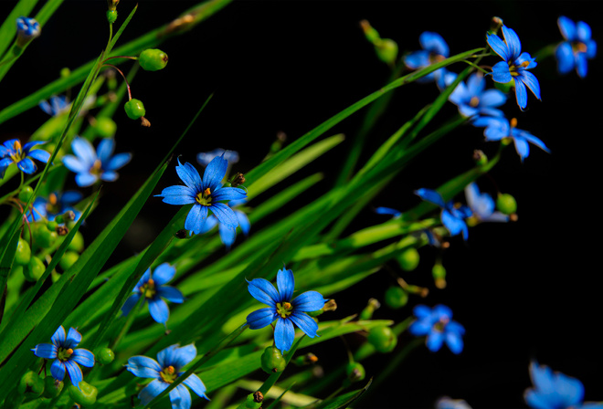 Flowers, flora, Macro