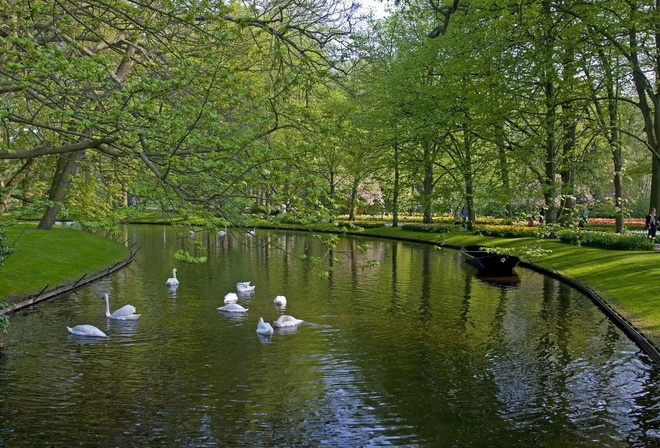 swans, park, lake, tree, water