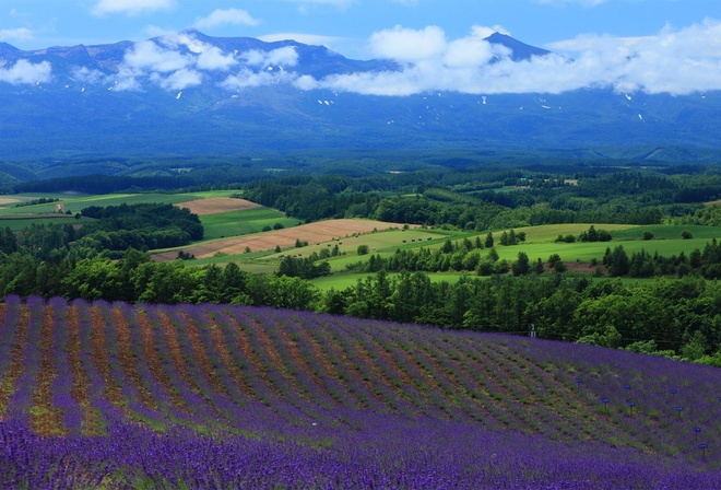 lavander, fields, hills, mountain