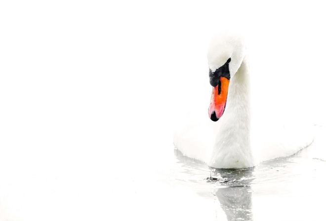  , , , white background, water, Swan