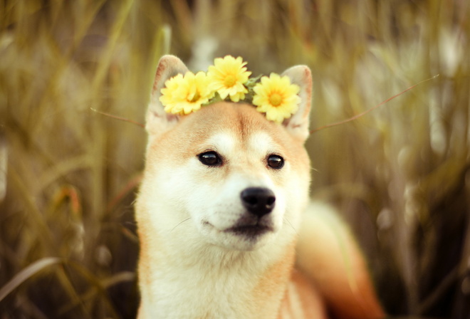 dog, friend, Flowers