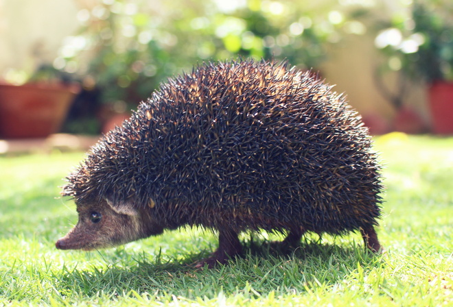 garden, animal, hedgehog, spines, 