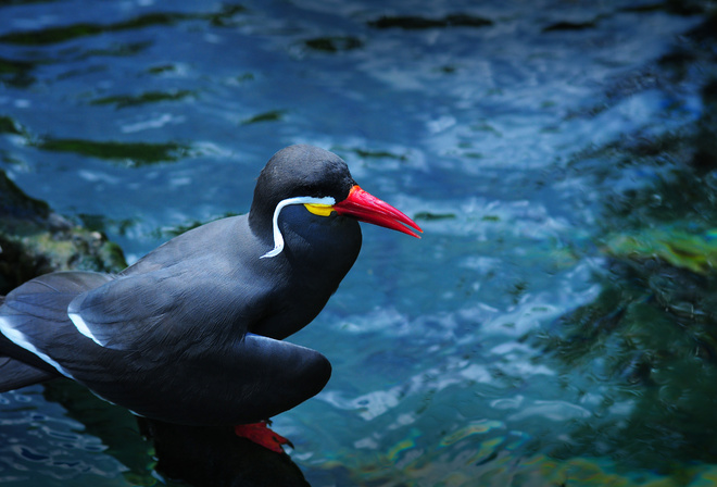 nca Tern, Enkased, Photography, Animals, Plants