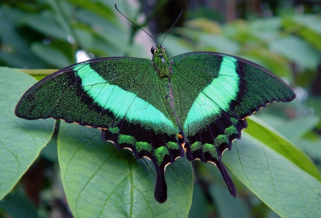 Green, Butterfly, Macro, , 