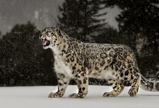 , , snow, leopard, 