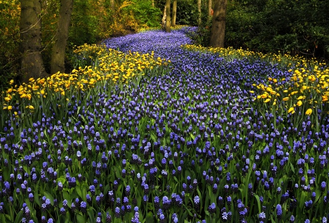 , keukenhof, , , , , 