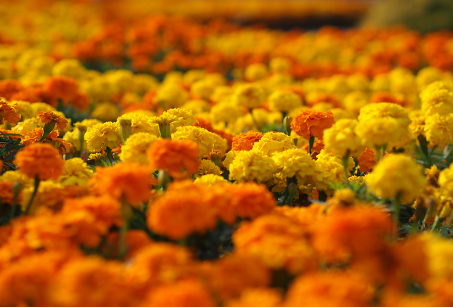 marigolds, , , , , 