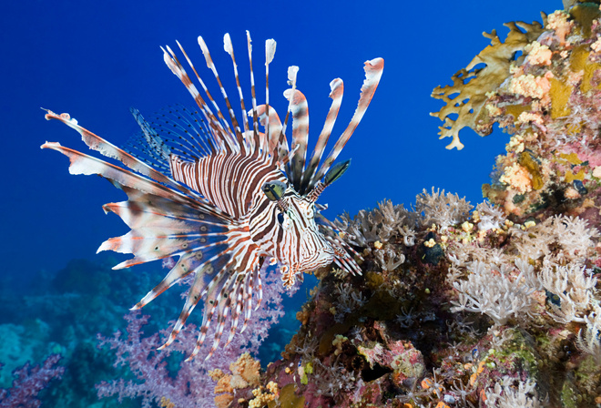 Lionfish, coral, fish, sea, underwater, , , , ,  